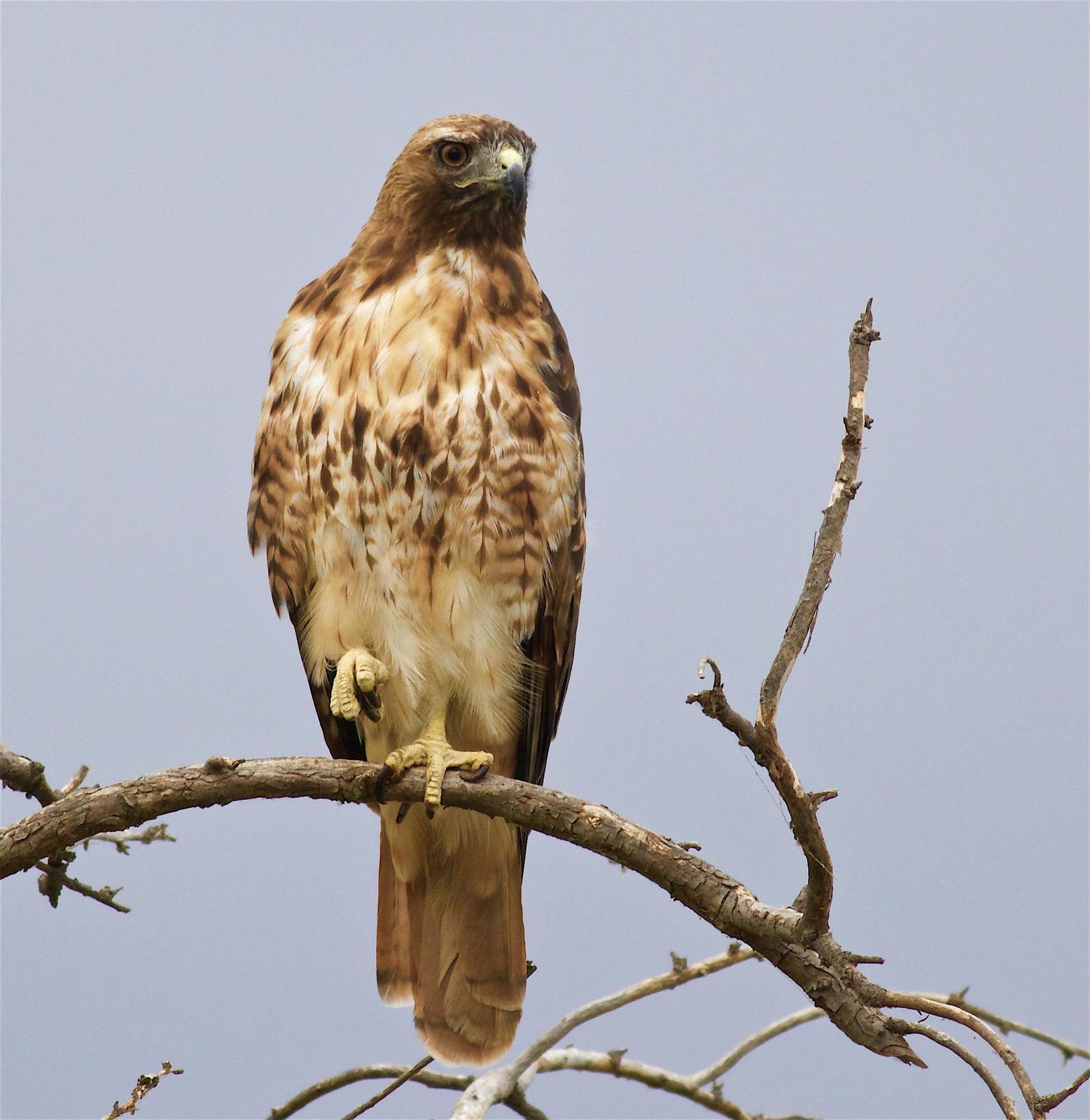 Red-tailed Hawk Photo by Kathryn Keith