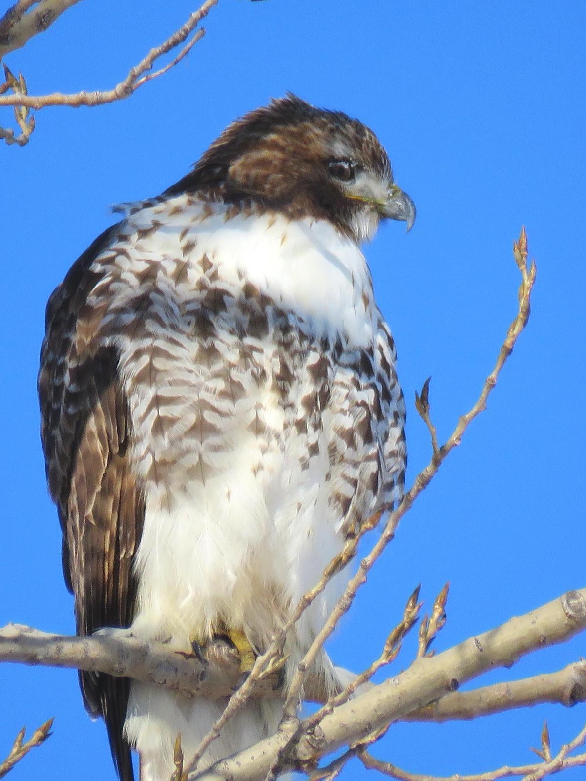 Red-tailed Hawk Photo by Kent Jensen