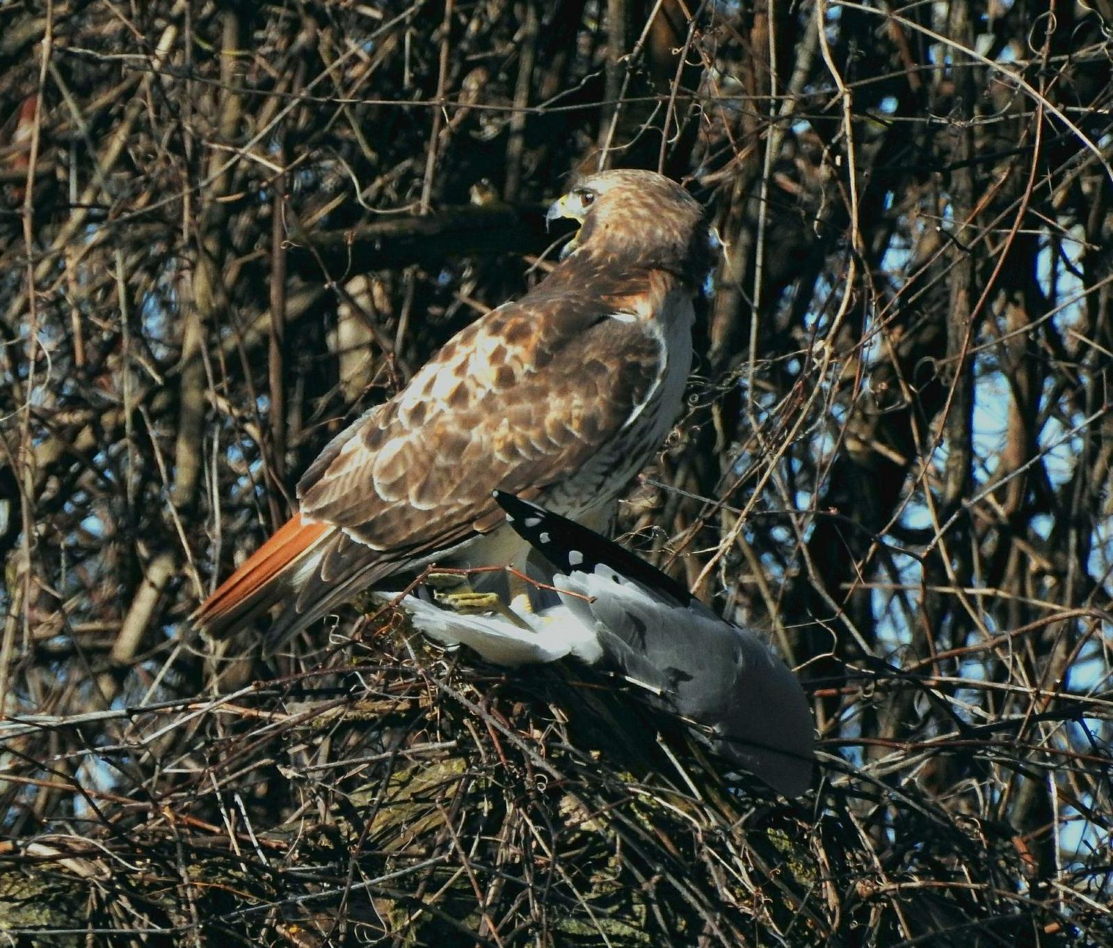 Red-tailed Hawk Photo by Steven Kleiman