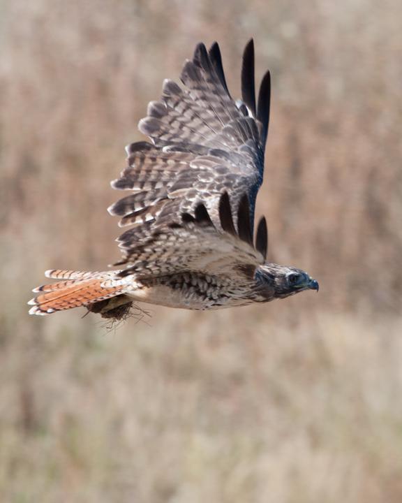 Red-tailed Hawk Photo by Mat Gilfedder