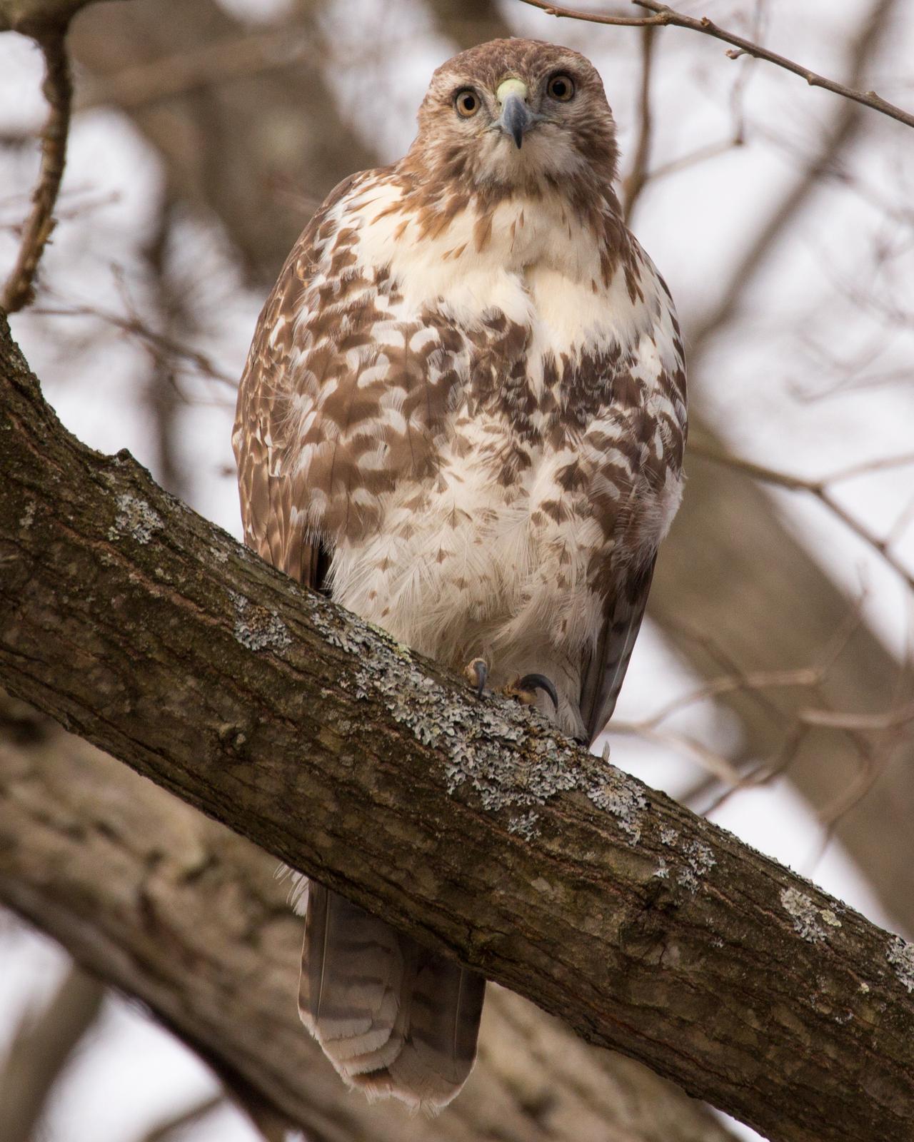 Red-tailed Hawk Photo by Joshua Jones