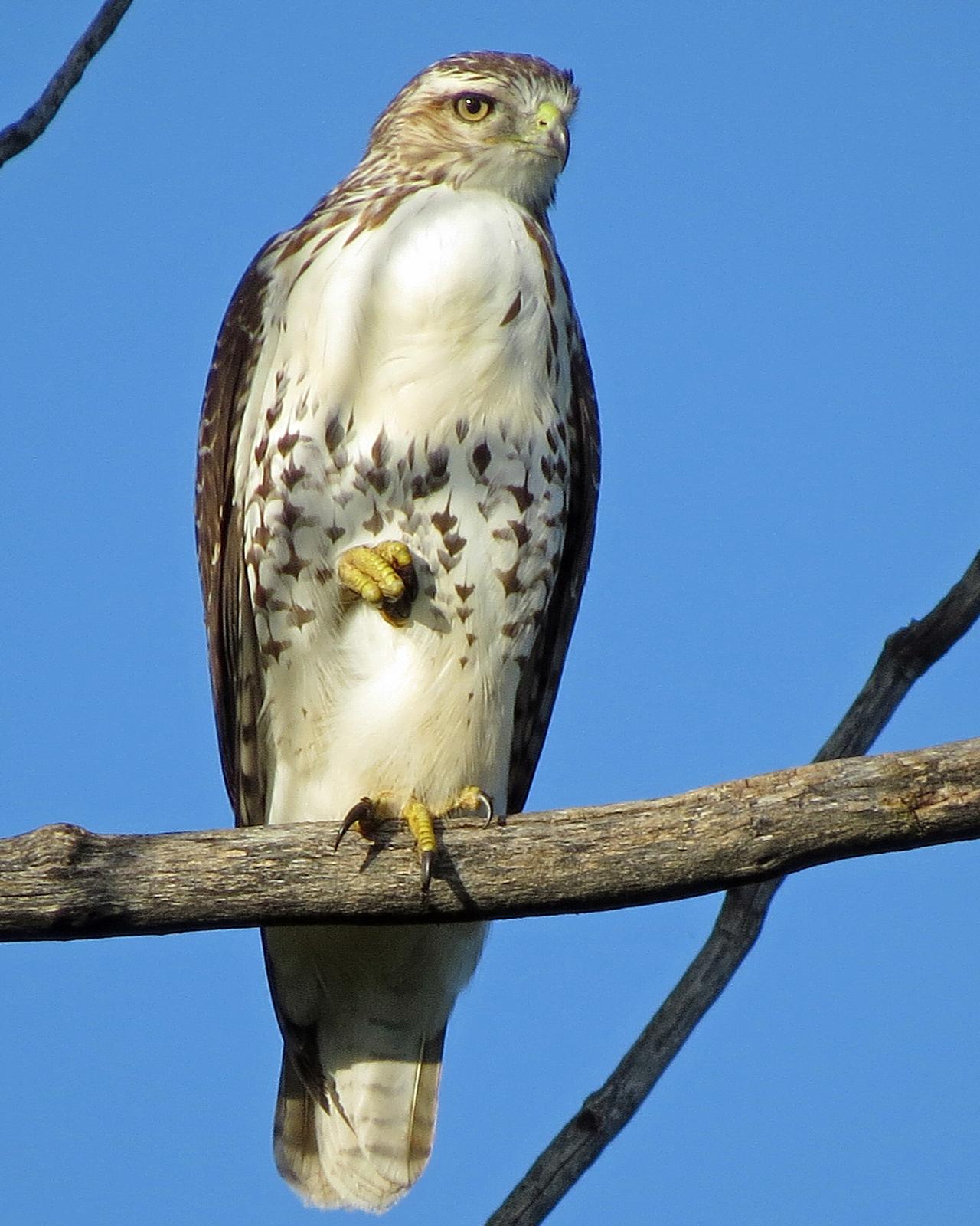Red-tailed Hawk Photo by Kelly Preheim
