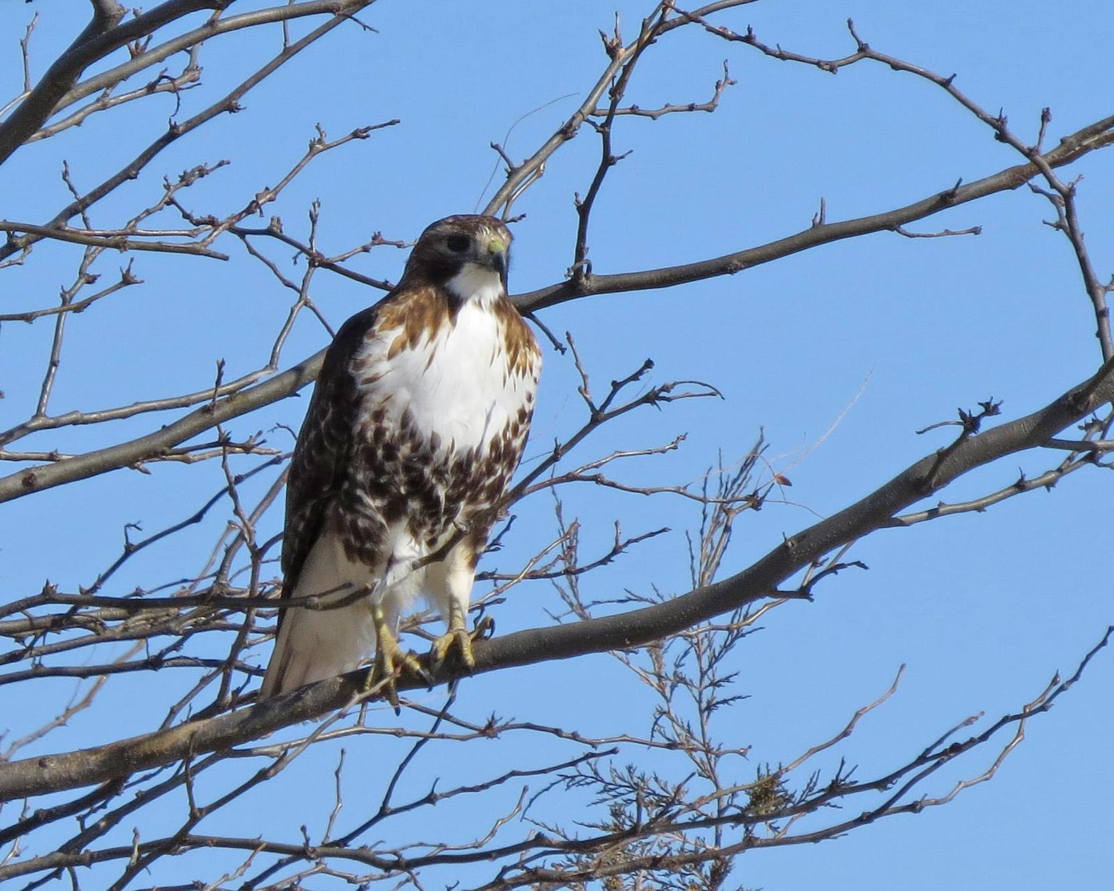 Red-tailed Hawk Photo by Kelly Preheim