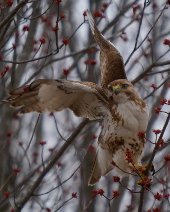 Red-tailed Hawk Photo by James Hawley