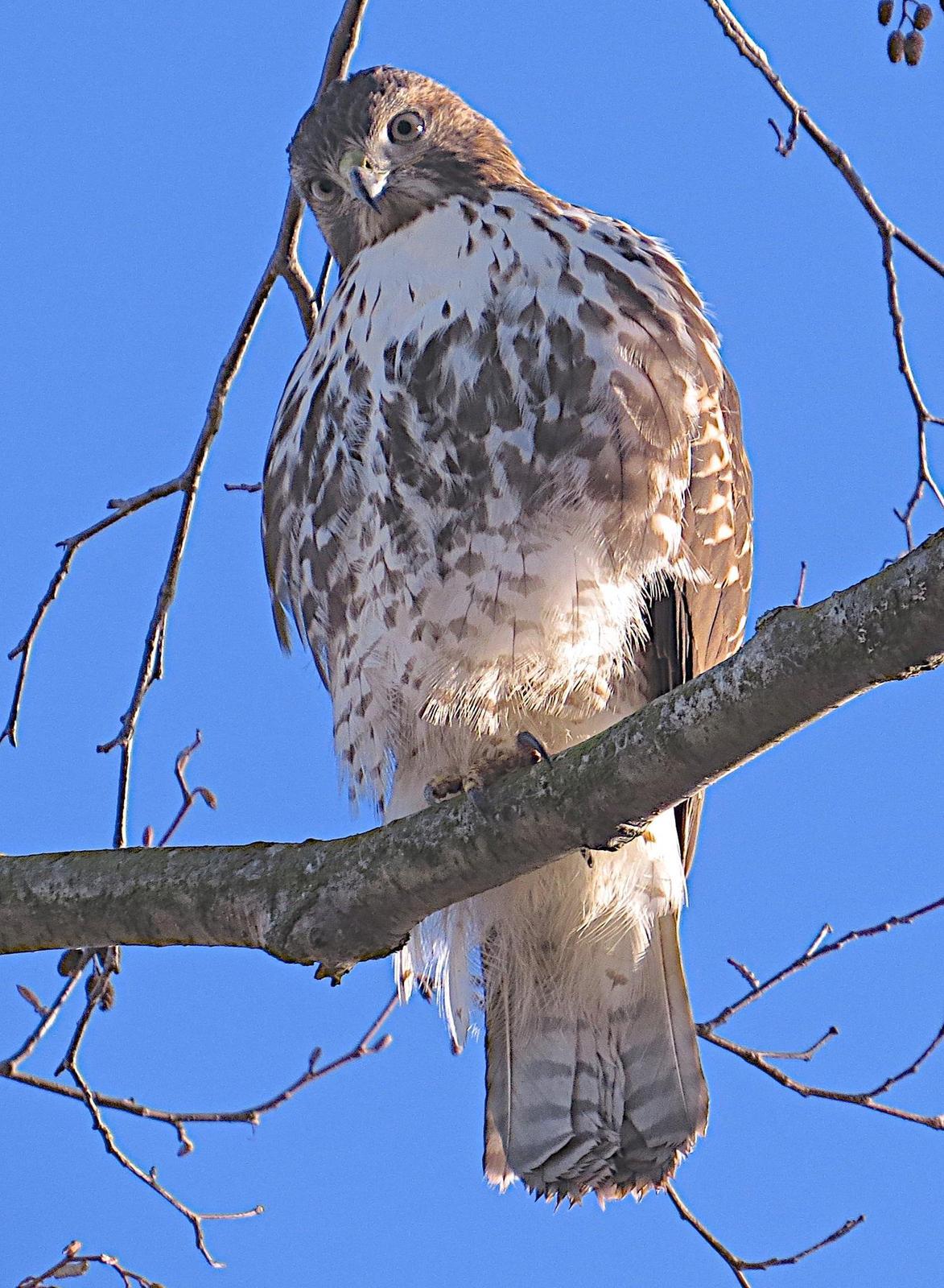 Red-tailed Hawk Photo by Brian Avent
