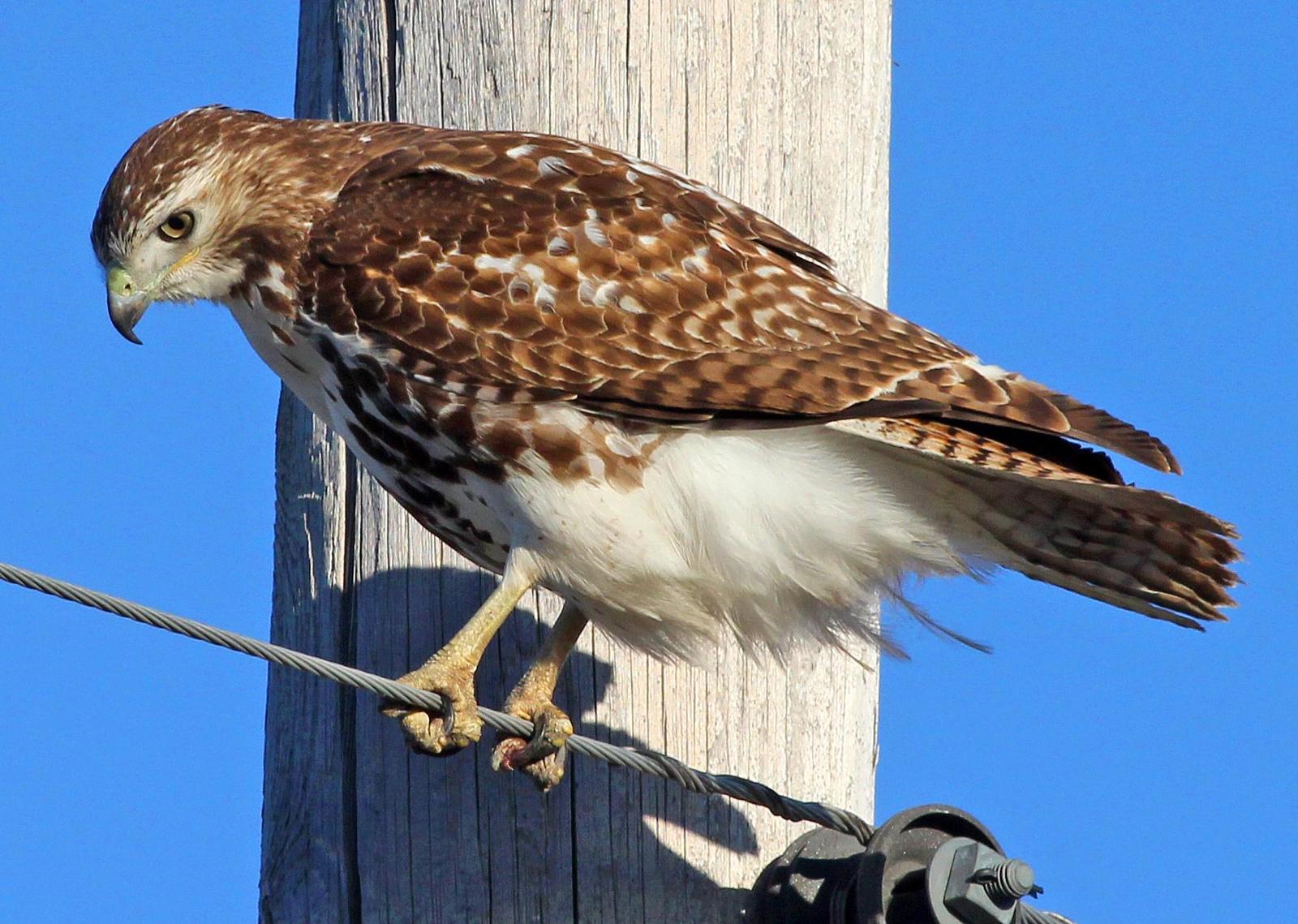 Red-tailed Hawk Photo by Tom Gannon