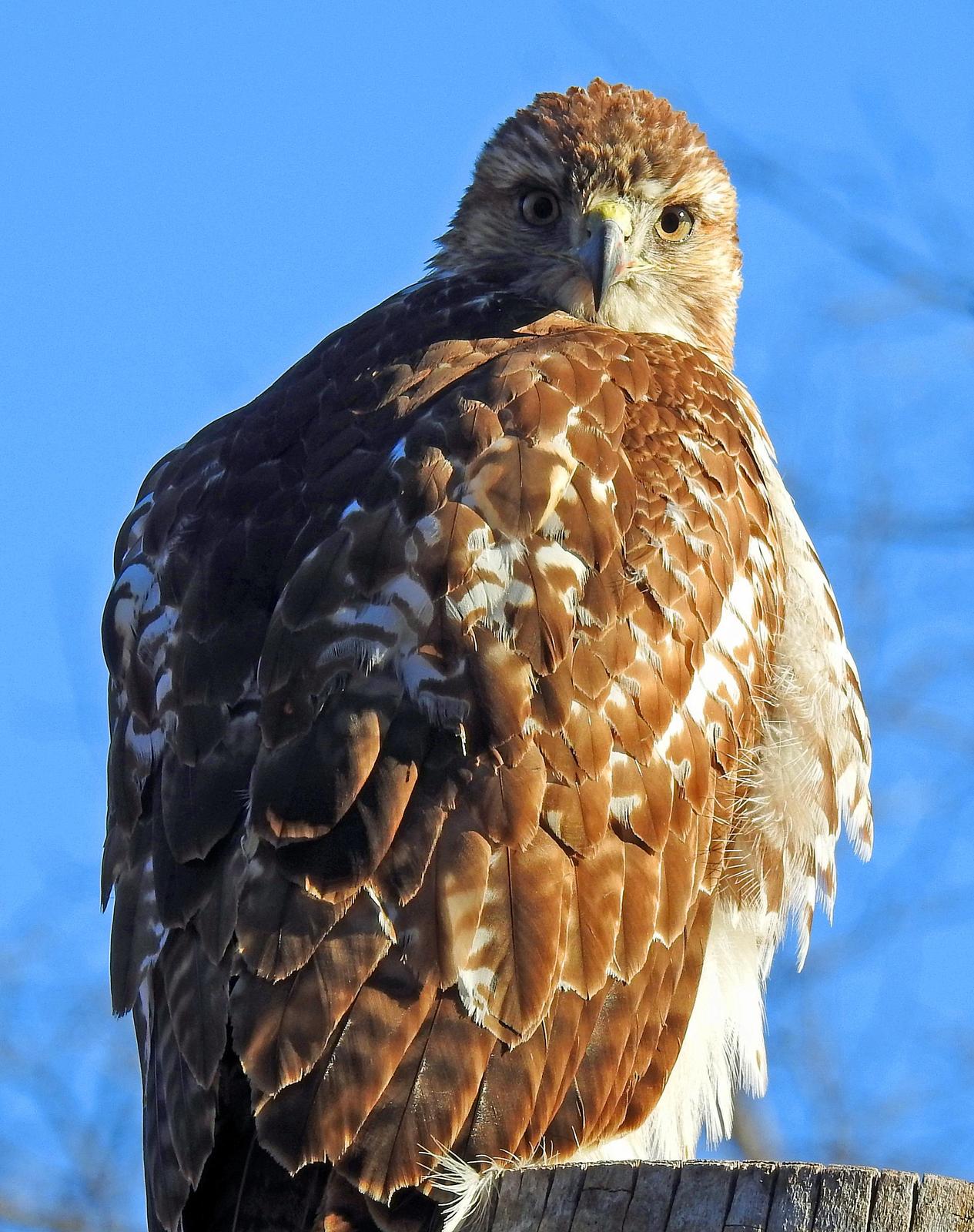 Red-tailed Hawk Photo by Tom Gannon