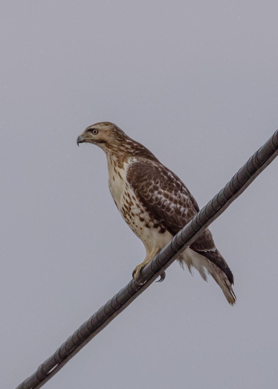 Red-tailed Hawk Photo by Keshava Mysore