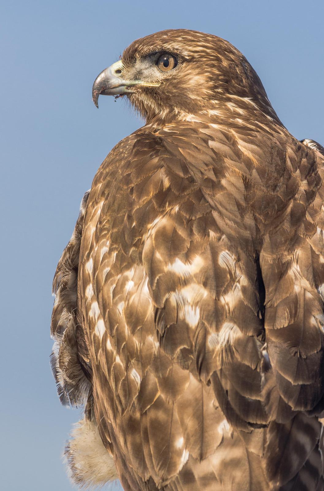 Red-tailed Hawk Photo by Jesse Hodges