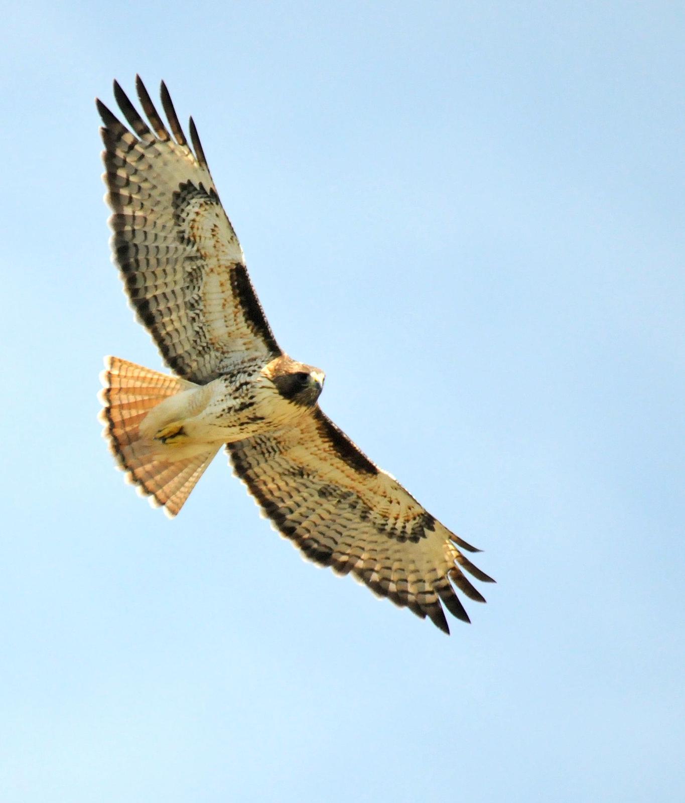 Red-tailed Hawk (calurus/alascensis) Photo by Steven Mlodinow