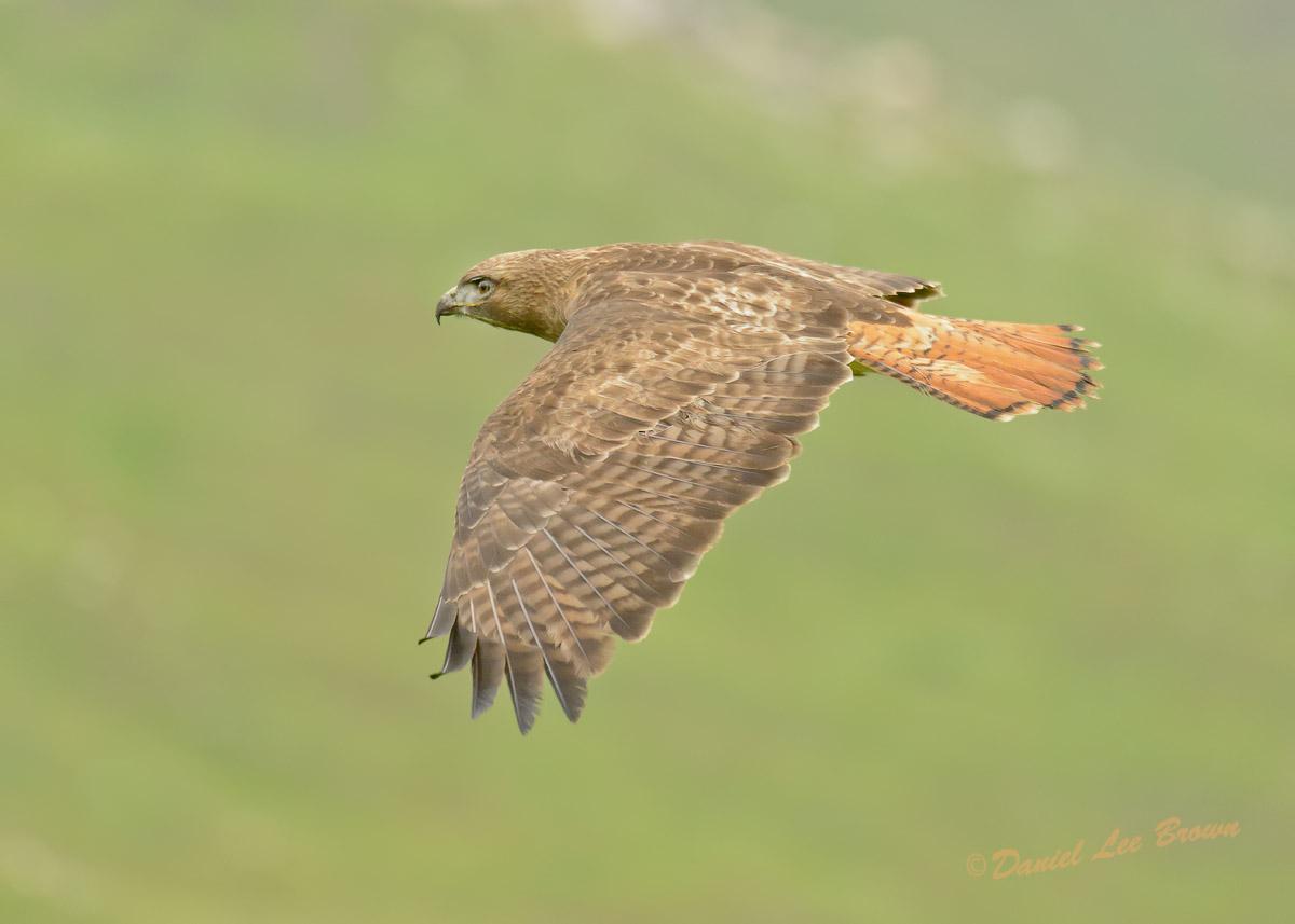Red-tailed Hawk (calurus/alascensis) Photo by Dan Brown