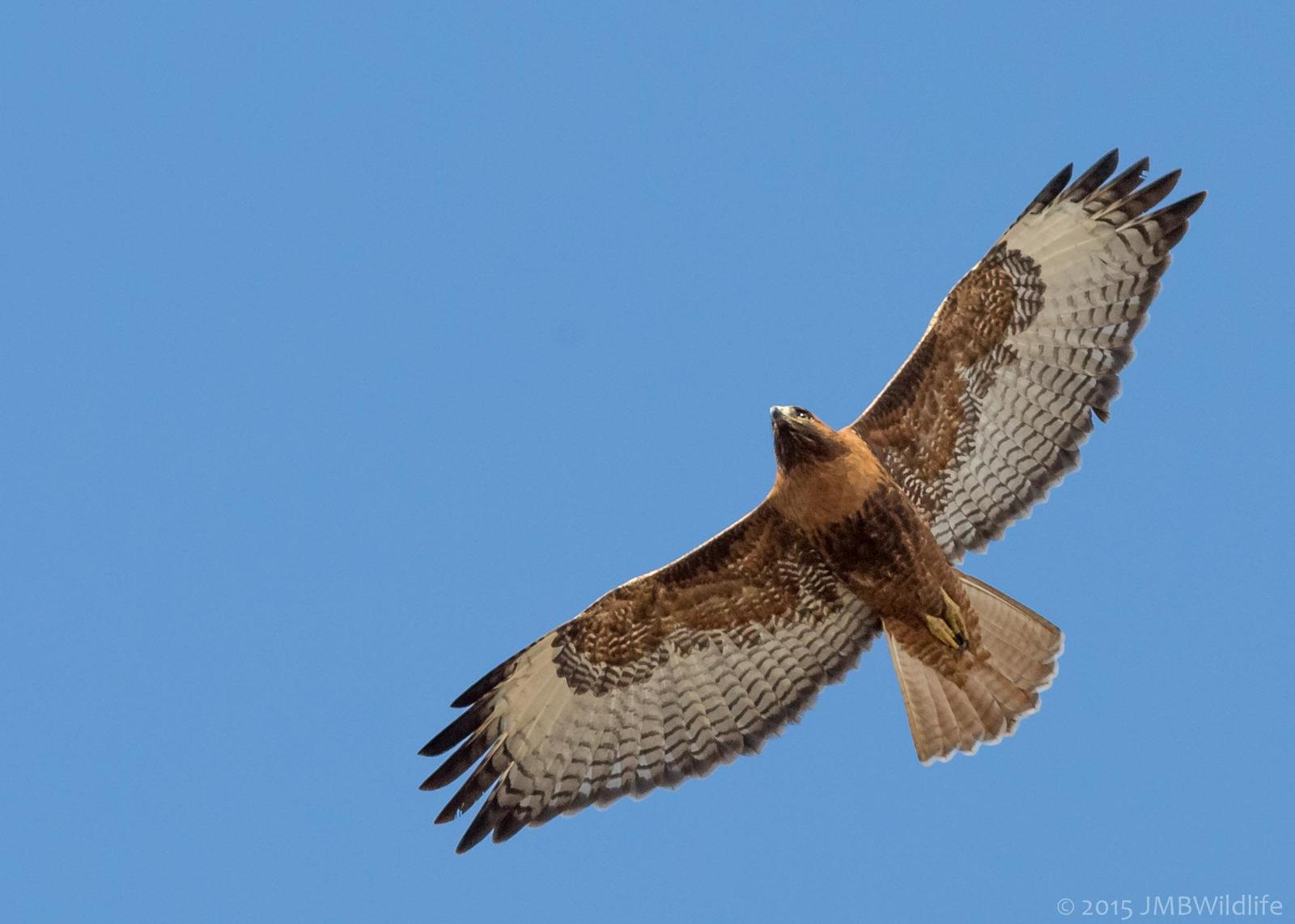 Red-tailed Hawk (calurus/alascensis) Photo by Jeff Bray