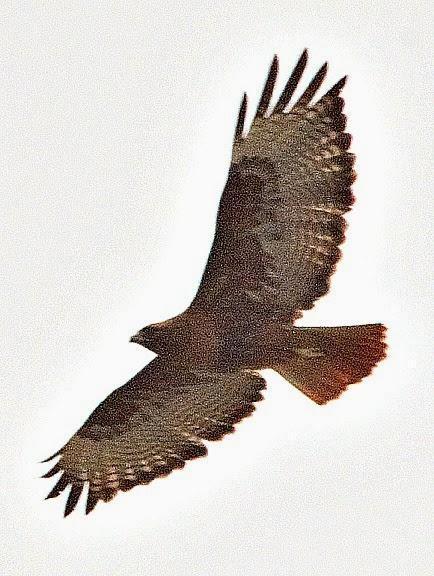 Red-tailed Hawk (calurus/alascensis) Photo by Dan Tallman