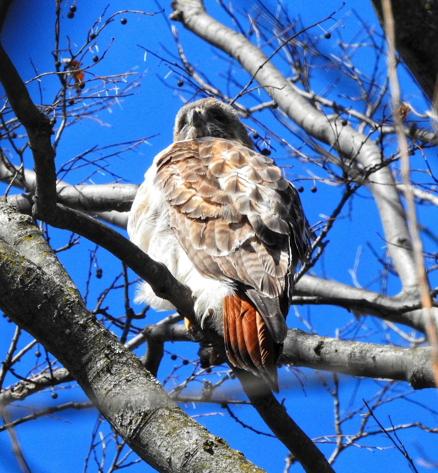Red-tailed Hawk (calurus/alascensis) Photo by Steven Kleiman