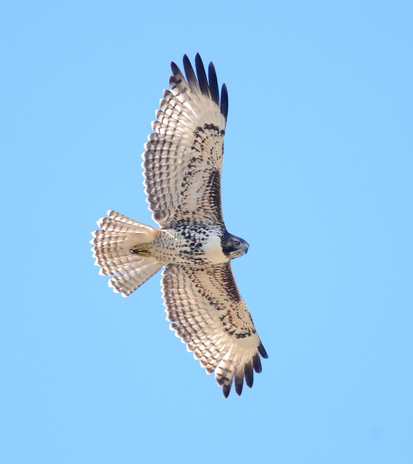 Red-tailed Hawk (calurus/alascensis) Photo by Steven Mlodinow