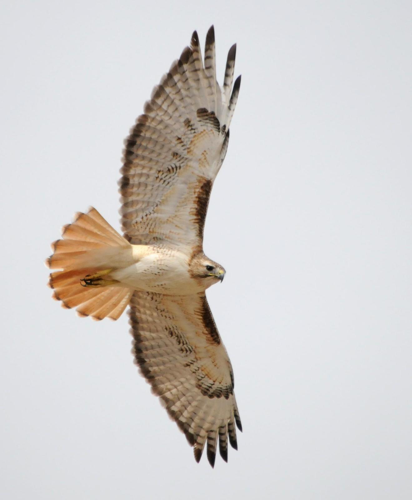Red-tailed Hawk (borealis) Photo by Steven Mlodinow