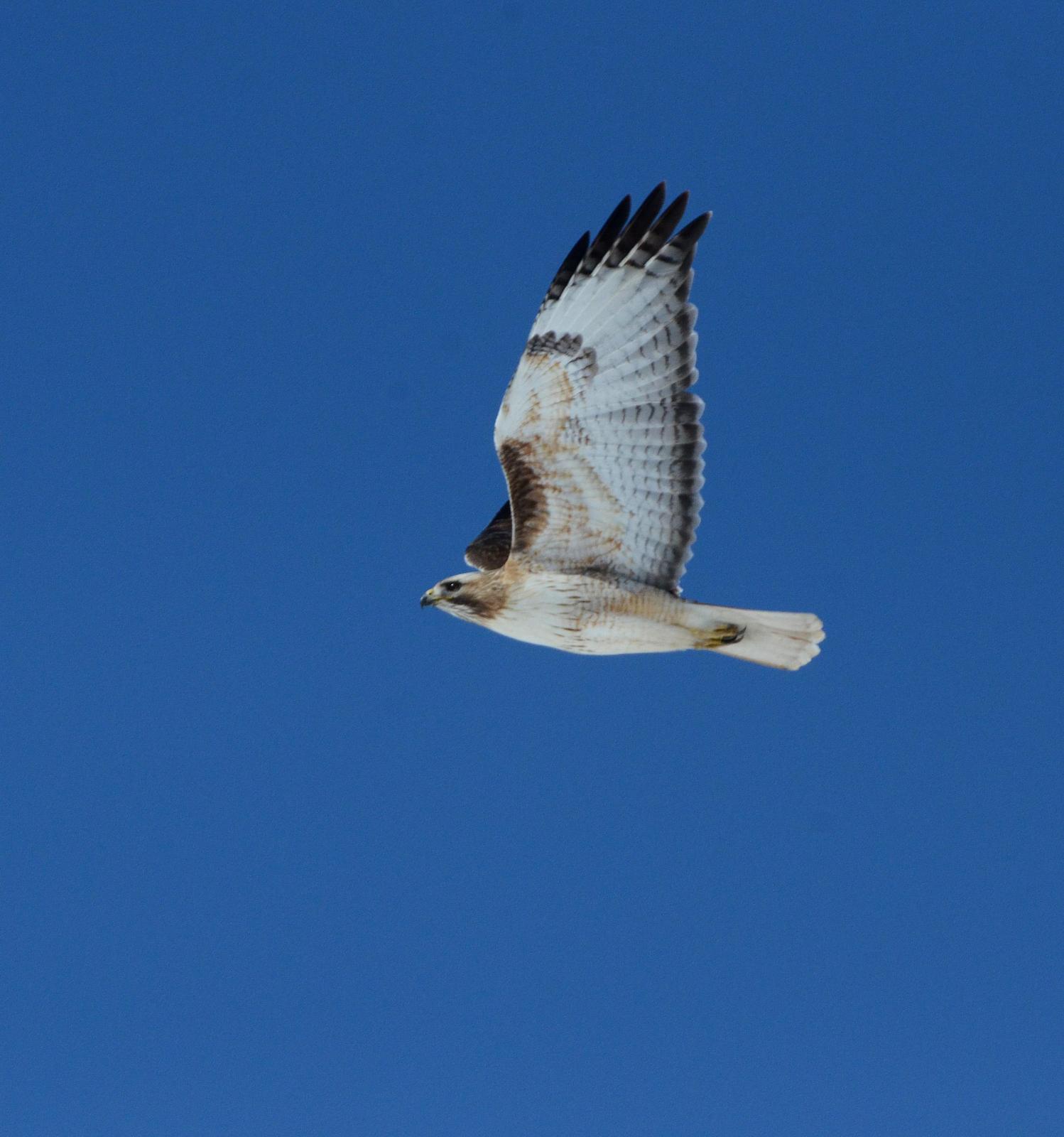 Red-tailed Hawk (borealis) Photo by Steven Mlodinow