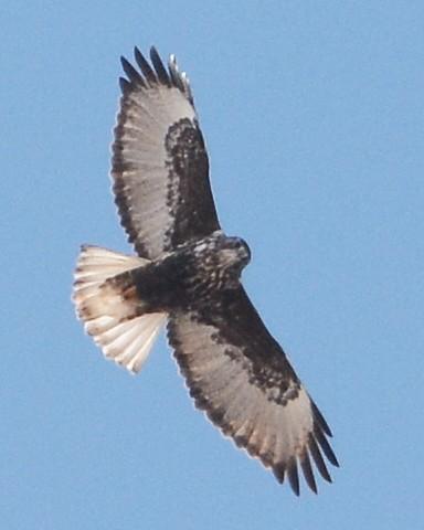 Red-tailed Hawk (Harlan's) Photo by David Hollie