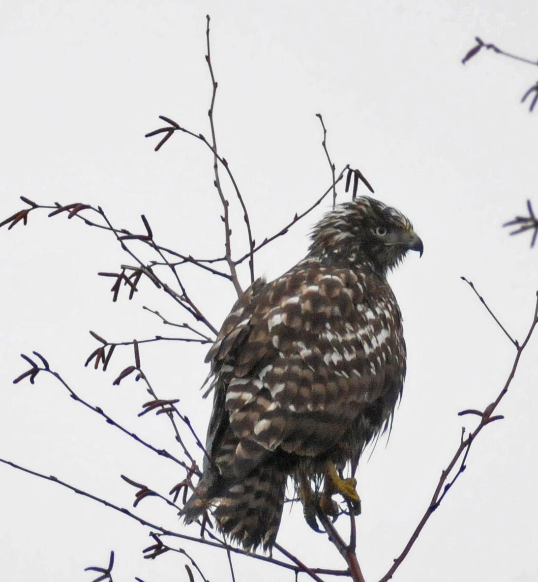 Red-tailed Hawk (Harlan's) Photo by Steven Mlodinow