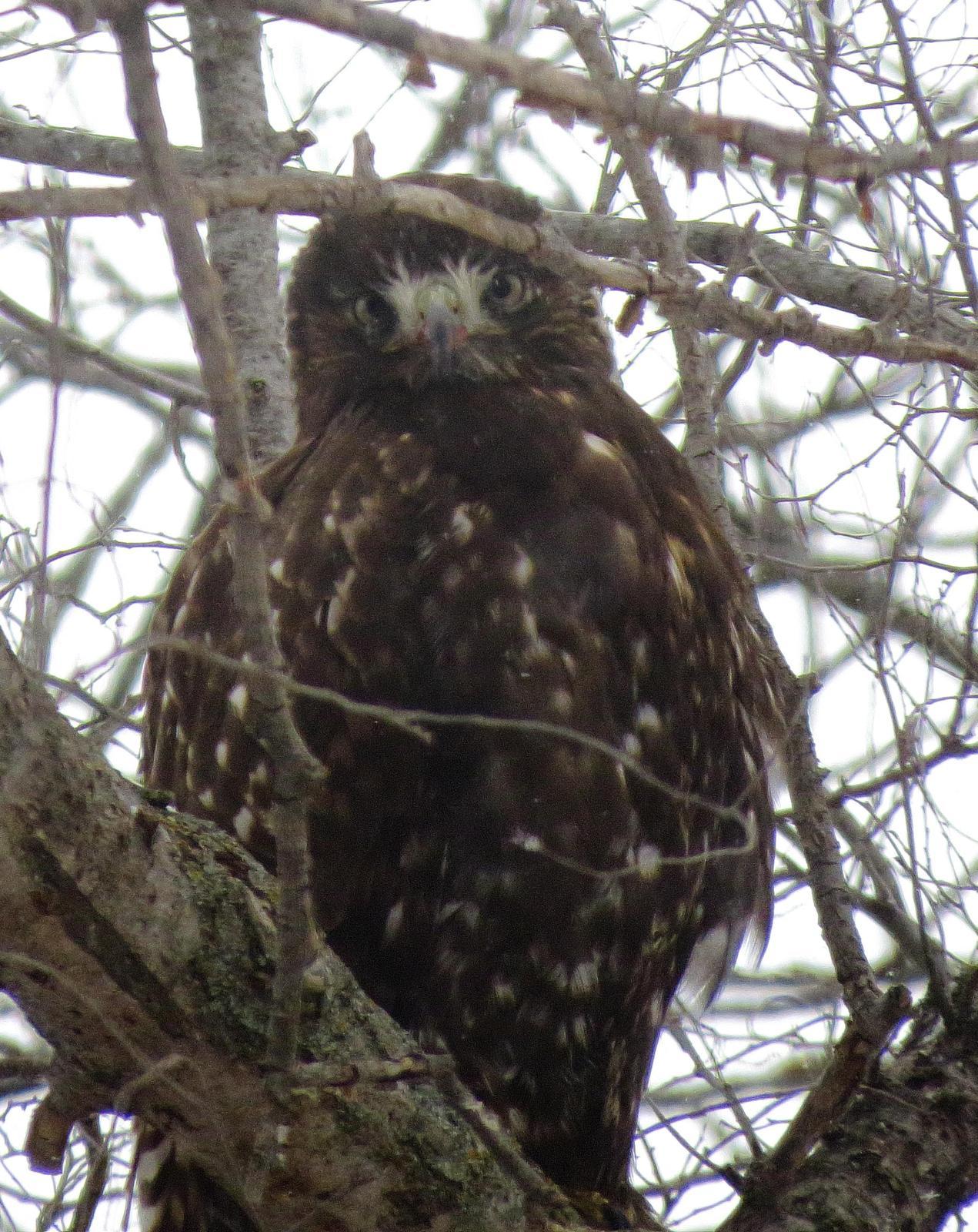 Red-tailed Hawk (Harlan's) Photo by Kent Jensen