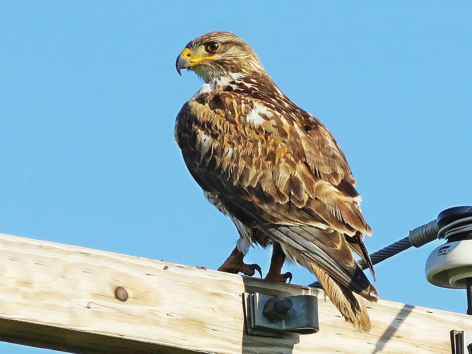 Ferruginous Hawk Photo by Bob Neugebauer