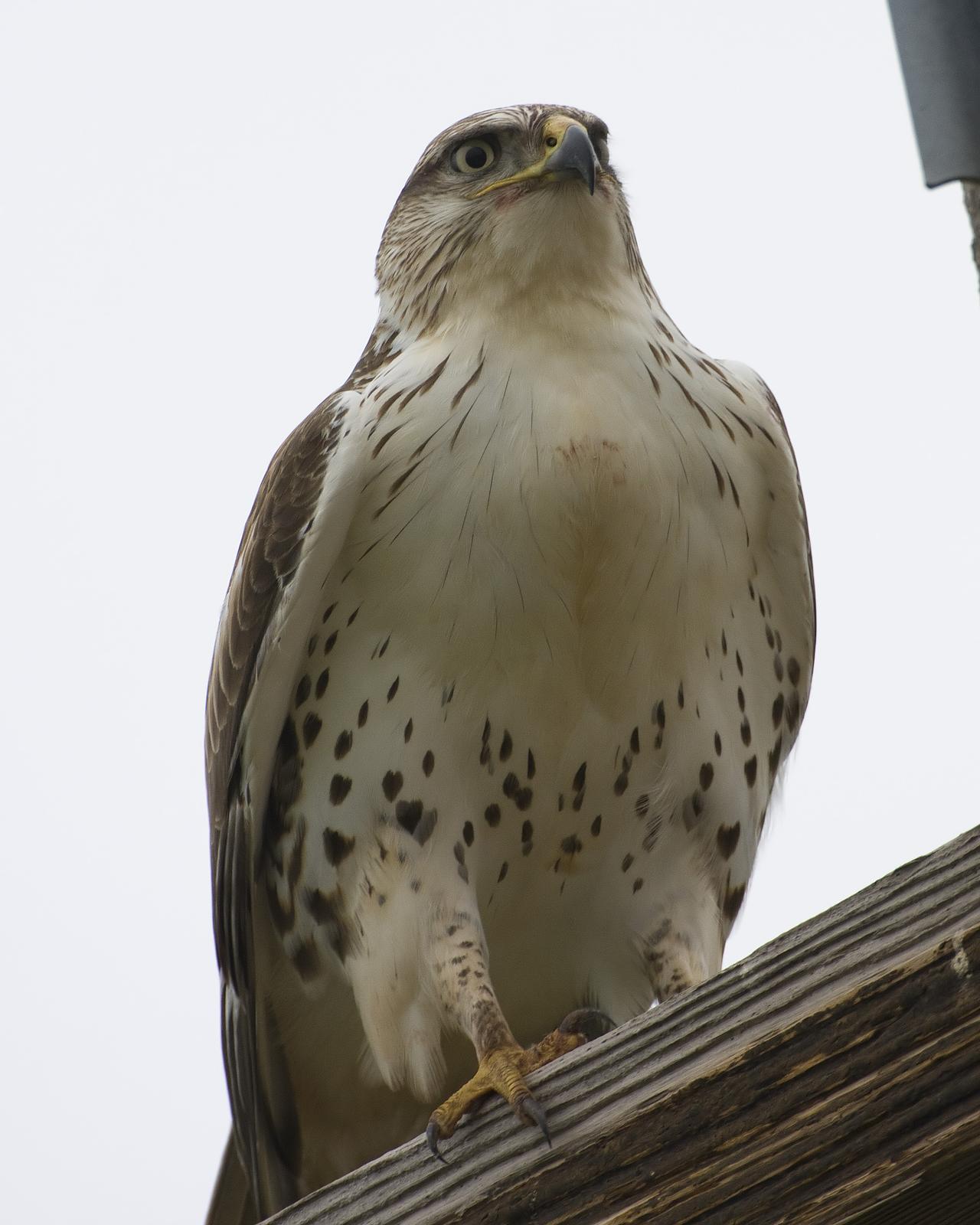 Ferruginous Hawk Photo by Bill Adams