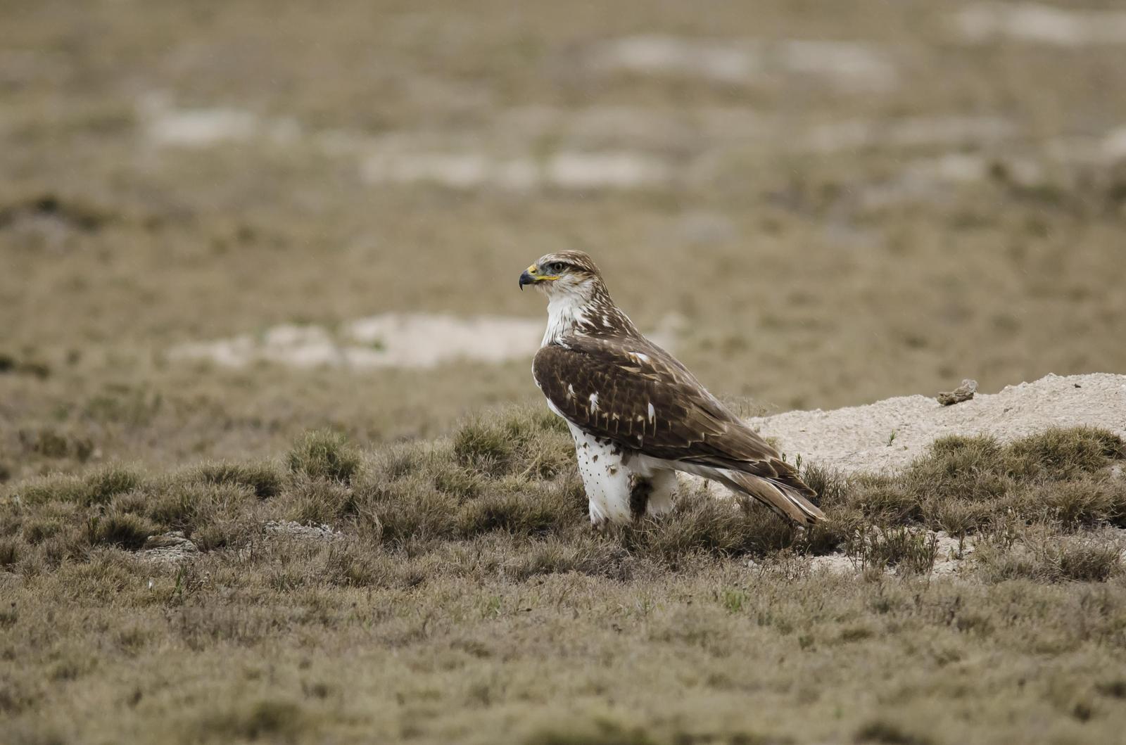 Ferruginous Hawk Photo by Hugo Gonzalez