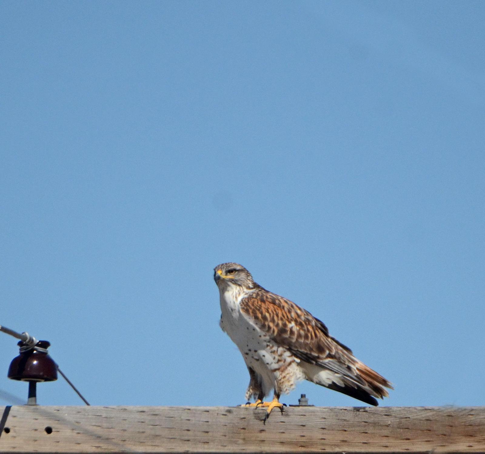 Ferruginous Hawk Photo by Steven Mlodinow