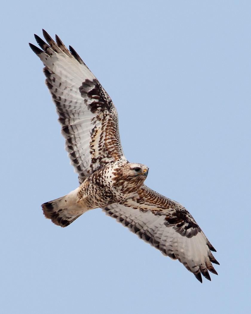 Rough-legged Hawk Photo by Josh Haas