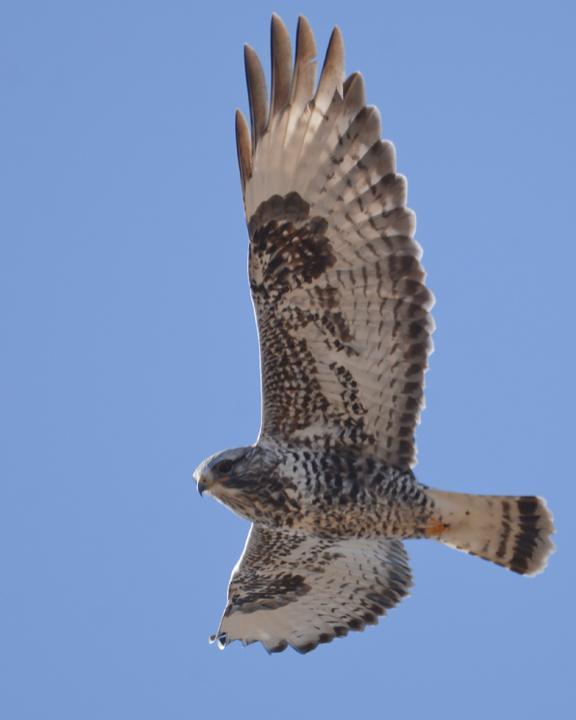 Rough-legged Hawk Photo by James Hawley