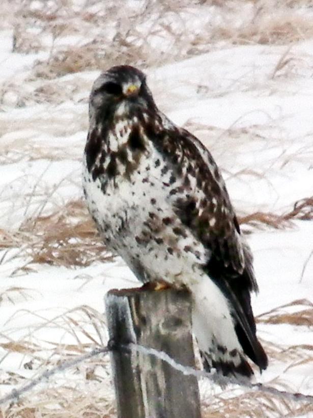 Rough-legged Hawk Photo by Enid Bachman