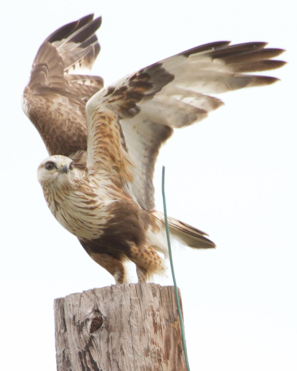 Rough-legged Hawk Photo by Kelley Sampeck