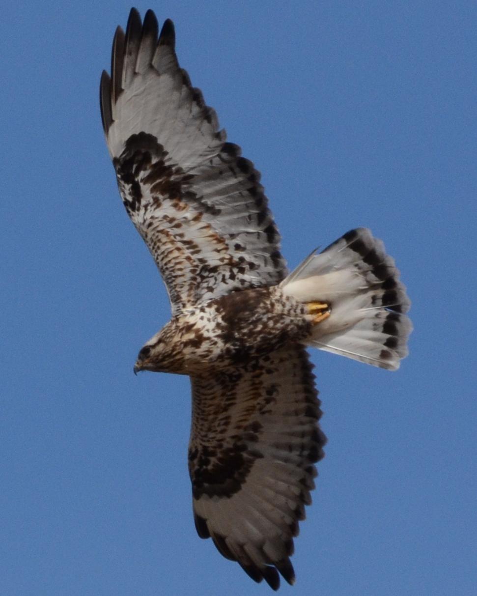 Rough-legged Hawk Photo by Dan Belcher