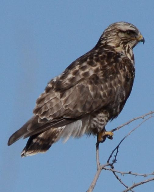 Rough-legged Hawk Photo by Dan Belcher