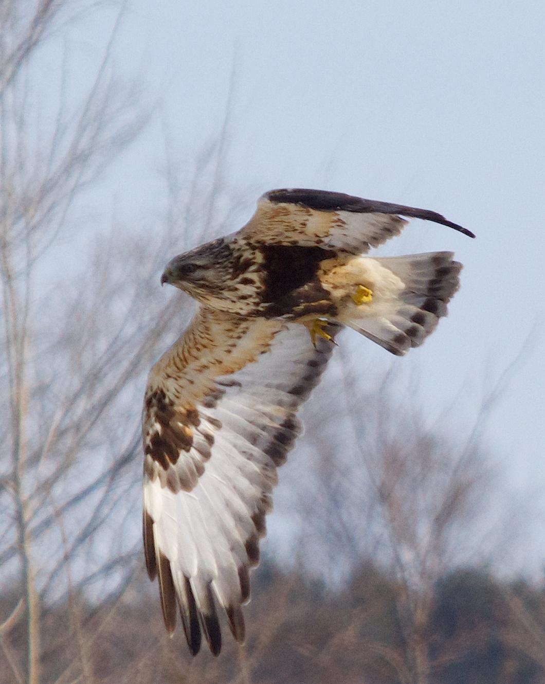 Rough-legged Hawk Photo by Gerald Hoekstra
