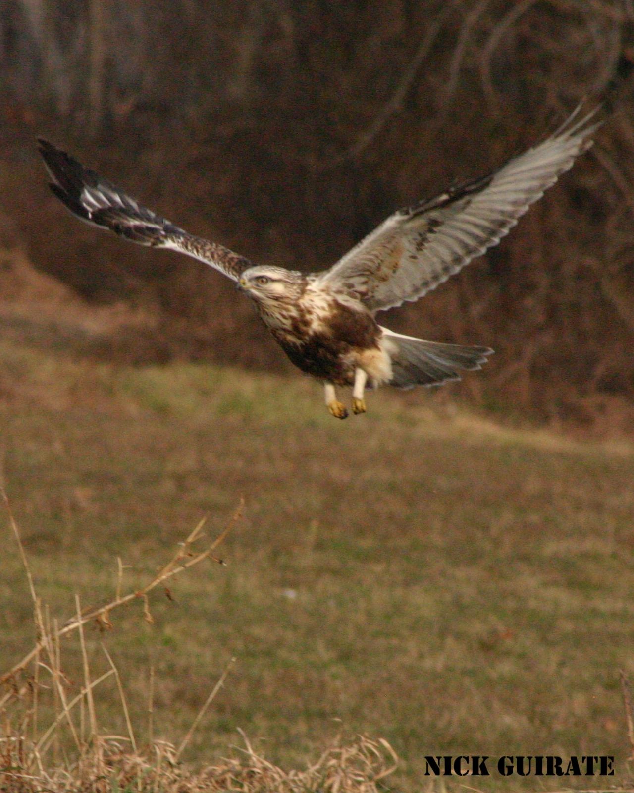 Rough-legged Hawk Photo by Nick Guirate