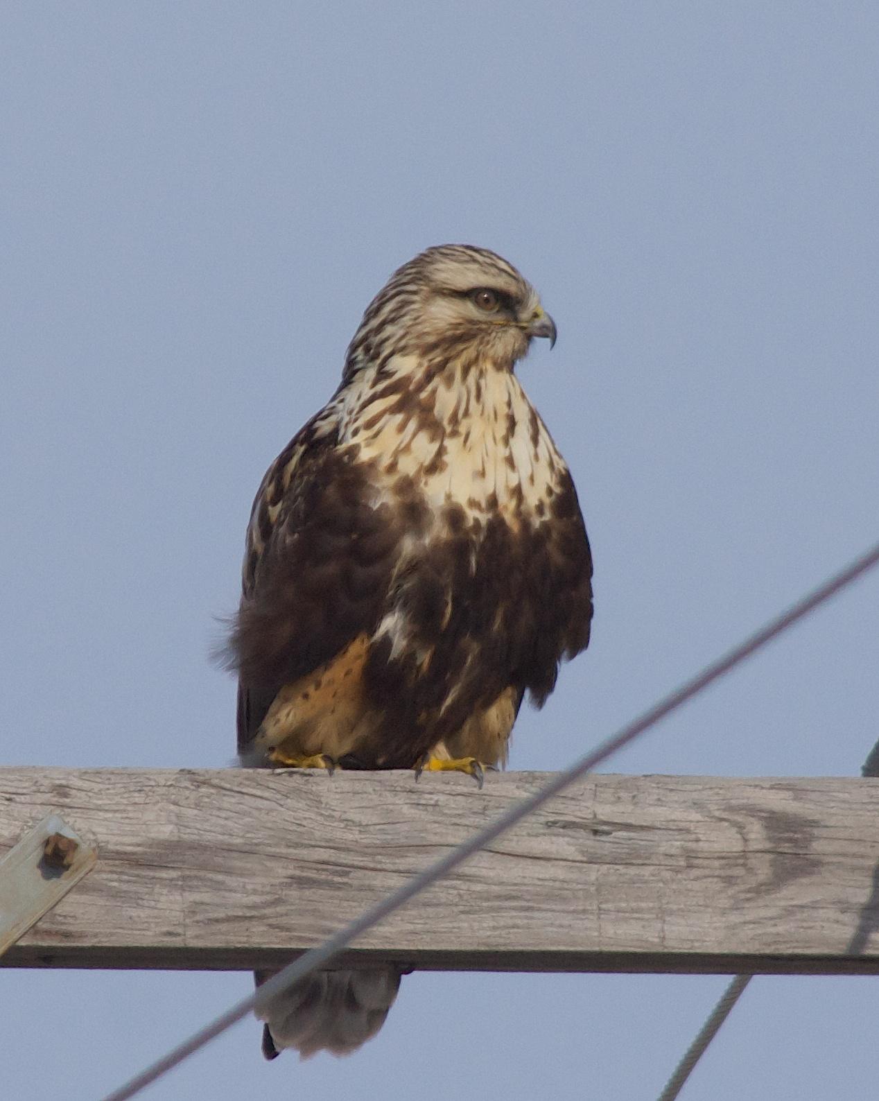 Rough-legged Hawk Photo by Gerald Hoekstra