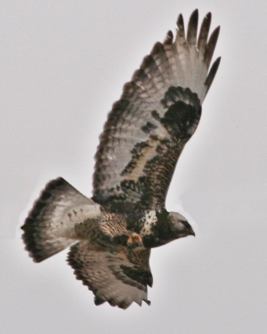 Rough-legged Hawk Photo by Andrew Theus