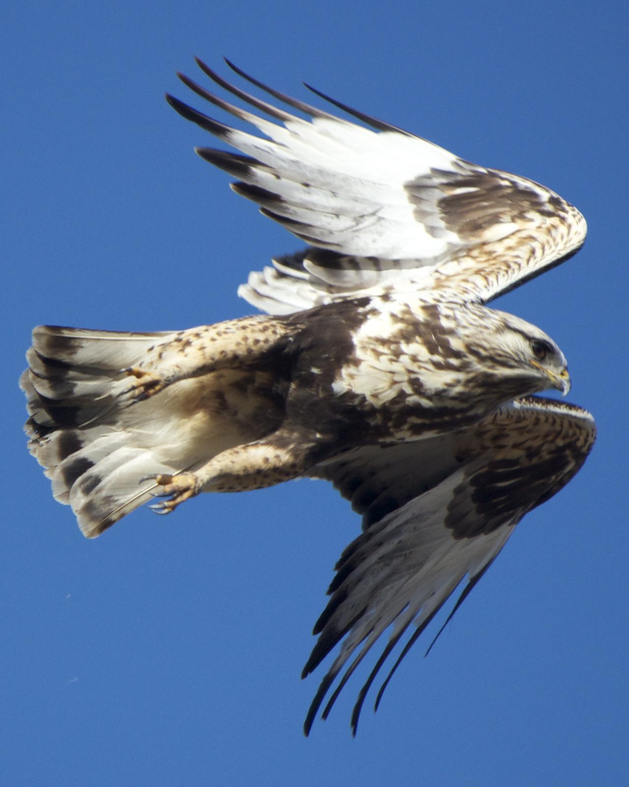 Rough-legged Hawk Photo by Mark Baldwin