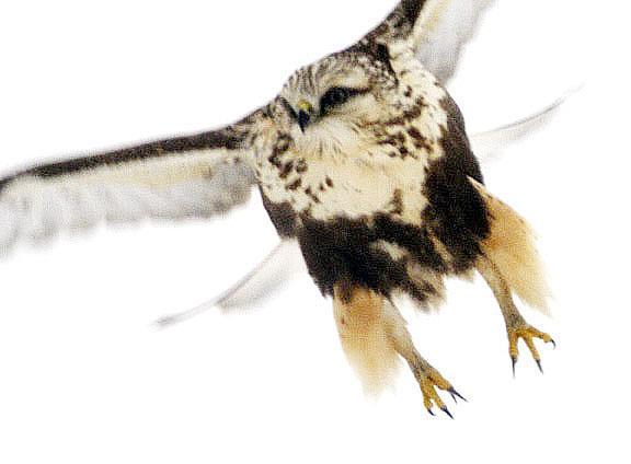 Rough-legged Hawk Photo by Dan Tallman