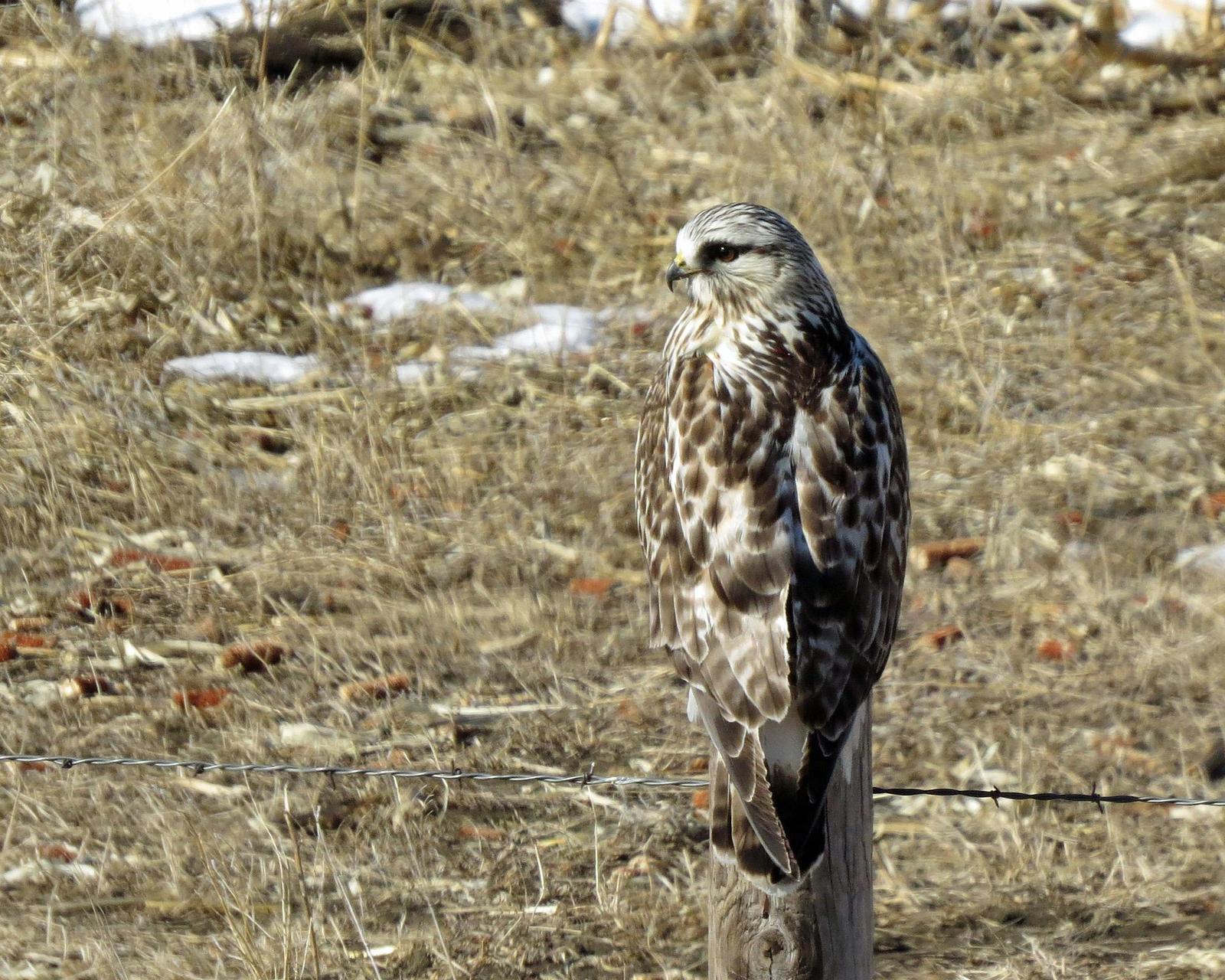 Rough-legged Hawk Photo by Kelly Preheim