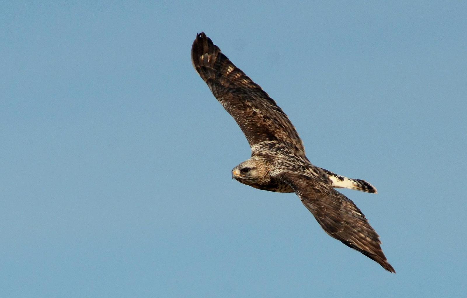 Rough-legged Hawk Photo by Steven Mlodinow