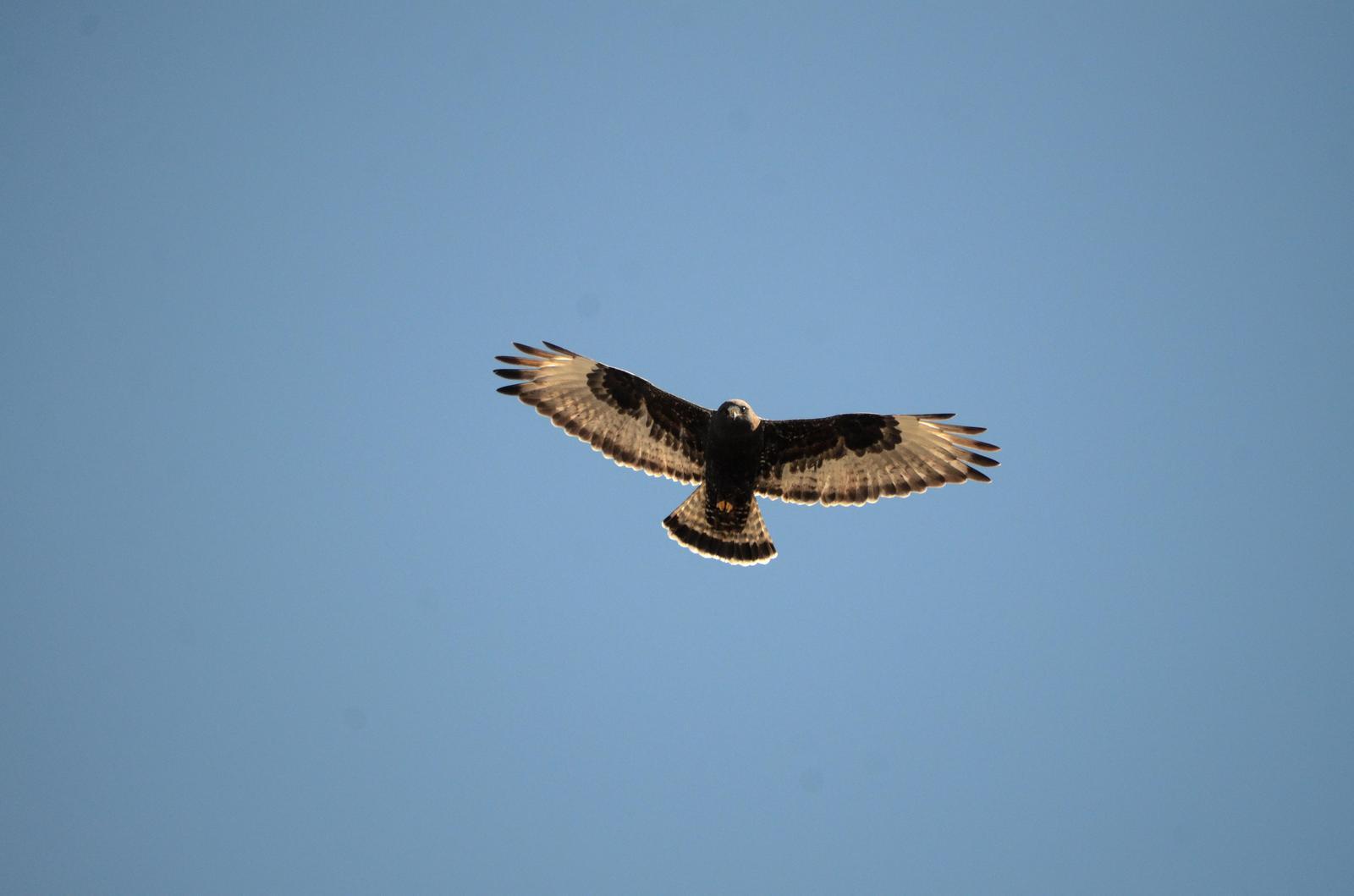 Rough-legged Hawk Photo by Steven Mlodinow