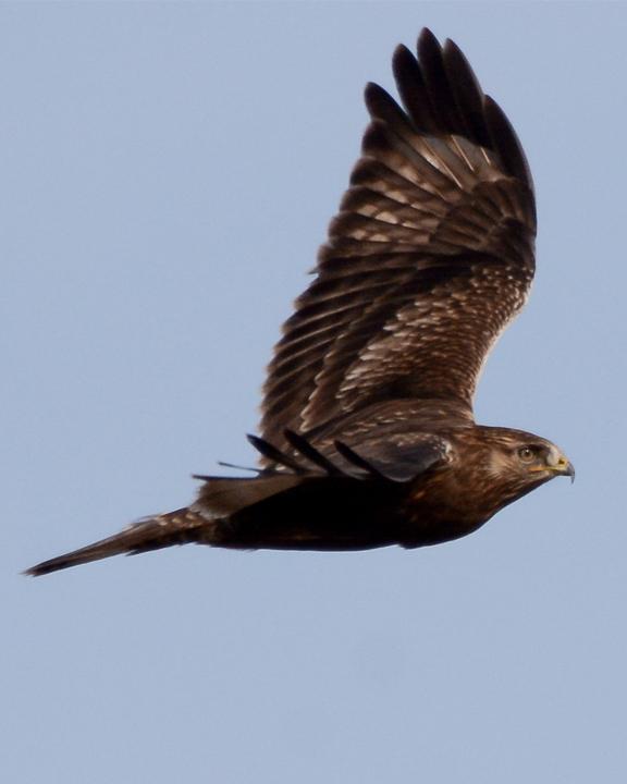 Rough-legged Hawk Photo by James Hawley