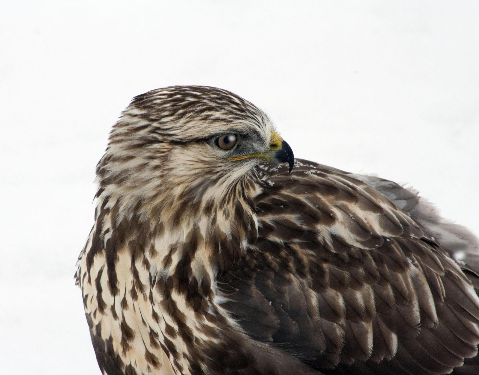 Rough-legged Hawk Photo by Melinda Quayle