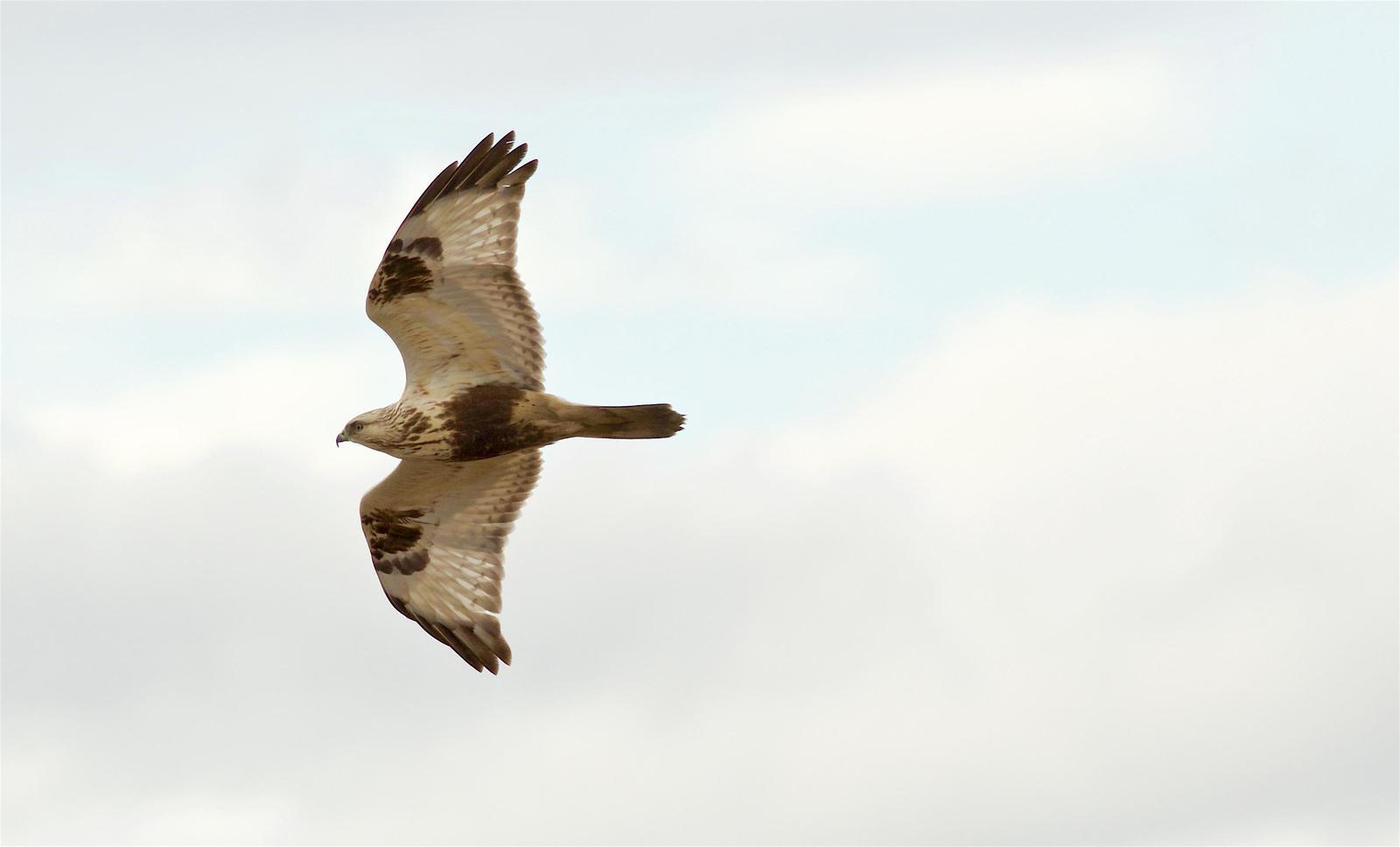 Rough-legged Hawk Photo by Kathryn Keith