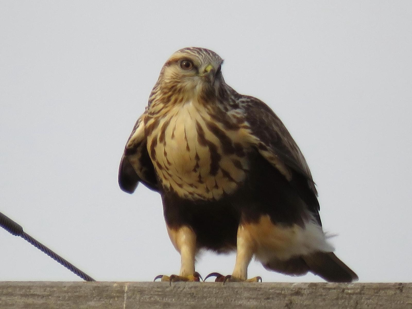Rough-legged Hawk Photo by Kent Jensen
