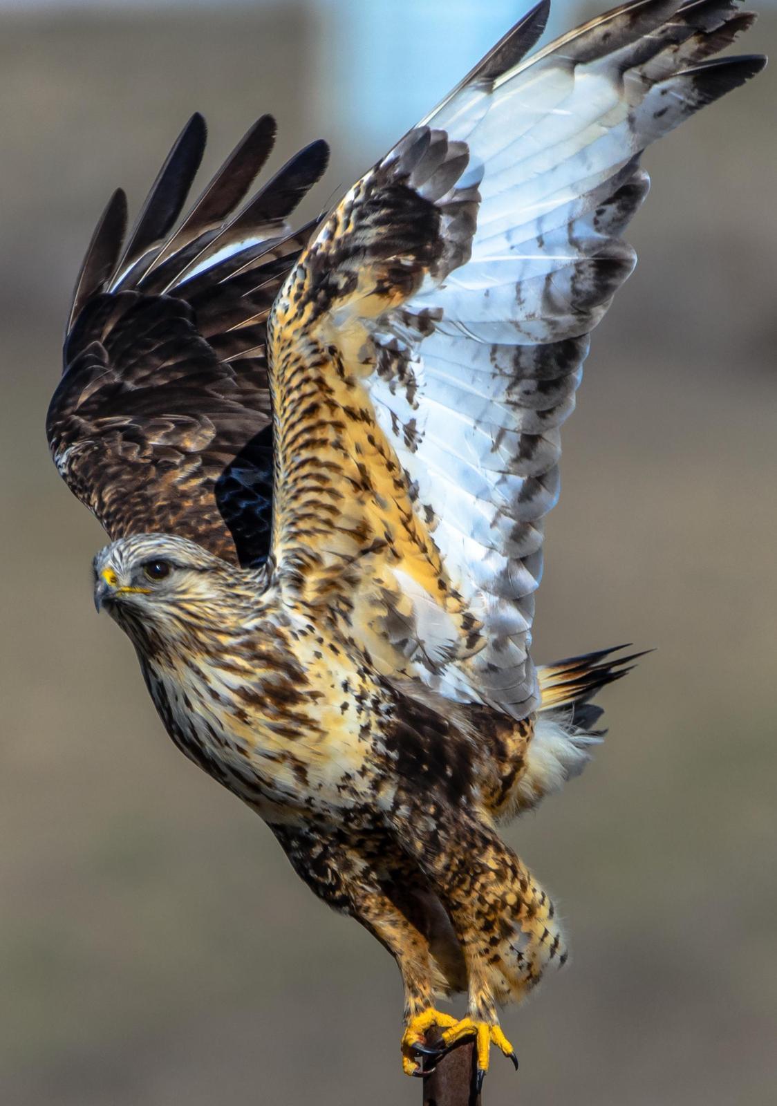 Rough-legged Hawk Photo by Scott Yerges