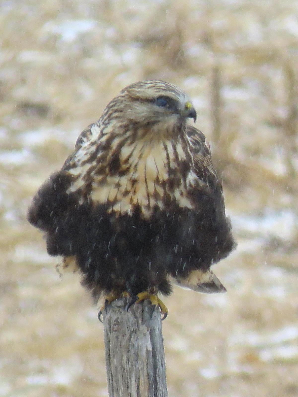 Rough-legged Hawk Photo by Kent Jensen