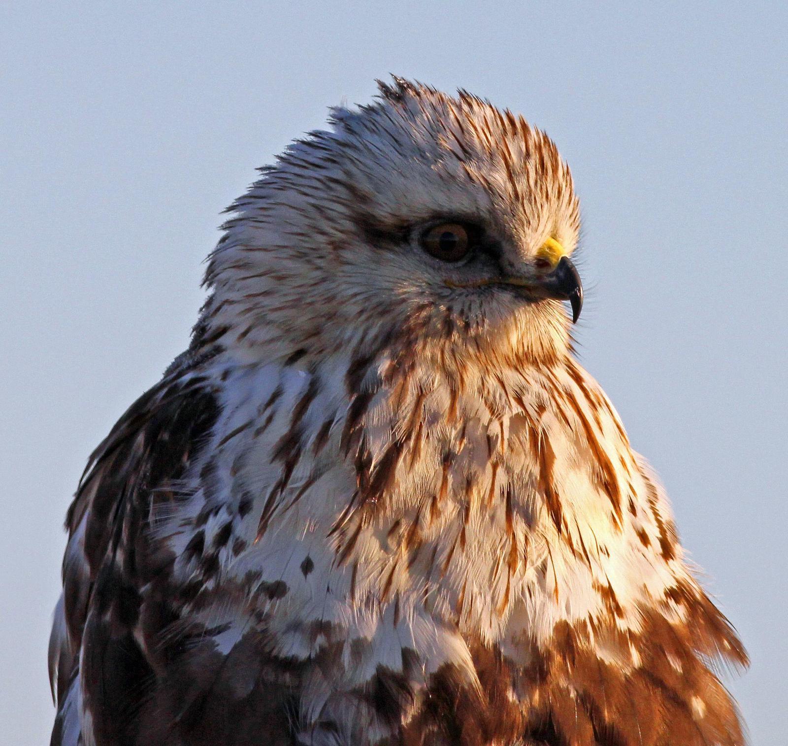 Rough-legged Hawk Photo by Tom Gannon